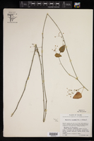 Euphorbia oaxacana image