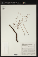 Graptopetalum fruticosum image