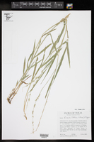 Setaria reverchonii subsp. firmula image