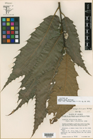 Quercus uxoris image