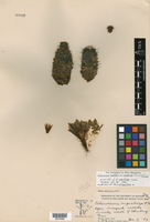 Echinocereus papillosus var. angusticeps image