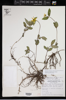 Heliopsis novogaliciana image