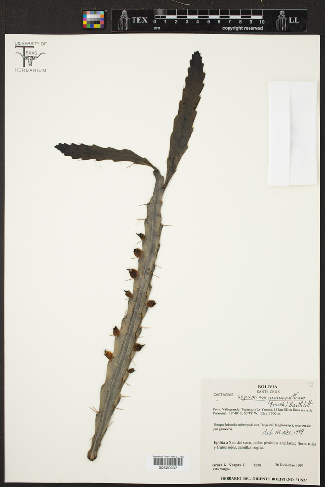 Rhipsalis monacantha image