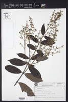 Forsteronia rufa image