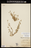Paysonia lasiocarpa subsp. berlandieri image