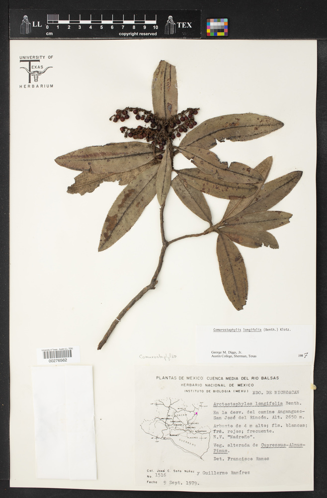 Comarostaphylis longifolia image