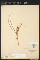 Nemastylis geminiflora image