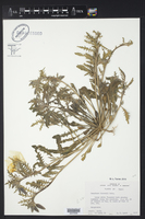 Oenothera havardii image