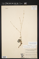 Anulocaulis eriosolenus image