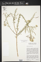 Polanisia erosa subsp. erosa image