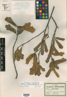 Quercus subtriloba image