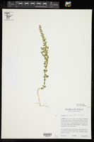 Scutellaria texana image