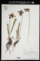 Sarracenia rubra subsp. wherryi image