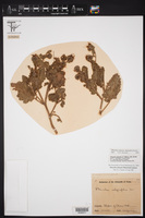 Phacelia robusta image