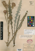 Cirsium lomatolepis image