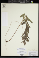 Solidago petiolaris var. angusta image