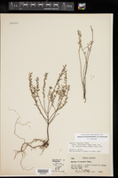 Hedeoma reverchonii var. serpyllifolia image