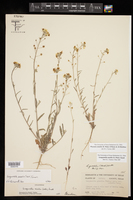 Physaria sessilis image