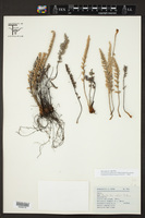 Myriopteris rufa image