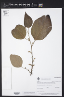 Croton pseudoniveus image