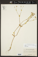Valerianella radiata var. radiata image