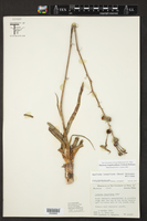Manfreda longiflora image