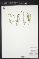 Rhinotropis lindheimeri var. parvifolia image