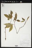 Daphnopsis liebmannii image