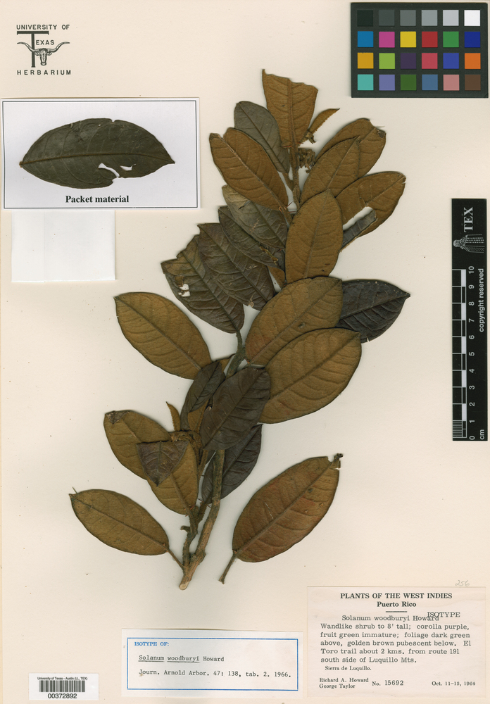 Solanum woodburyi image