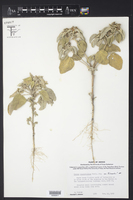Croton leucophyllus image