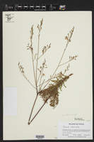 Oenothera calcicola image