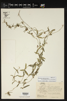 Metastelma californicum subsp. lanceolatum image