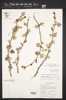 Platanus occidentalis var. palmeri image
