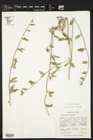 Acleisanthes crassifolia image