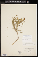 Helenium elegans image