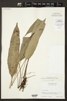 Image of Diplazium plantagineum