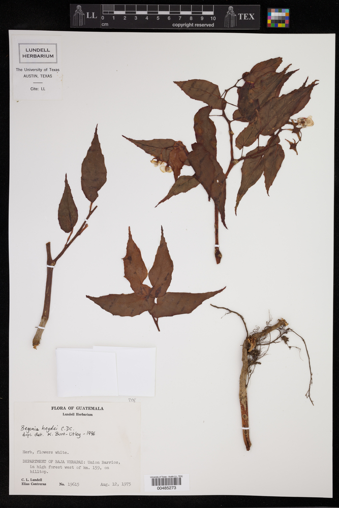 Begonia heydei image