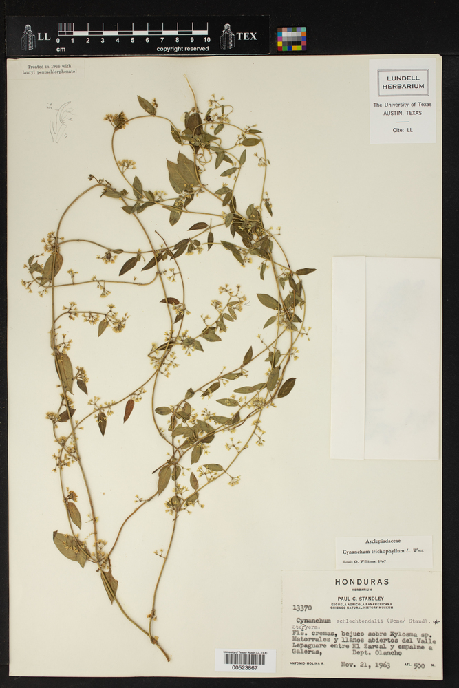 Metastelma trichophyllum image