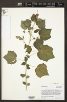 Malvaviscus arboreus var. drummondii image