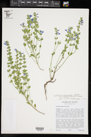 Scutellaria drummondii var. edwardsiana image
