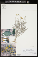 Bahia absinthifolia image
