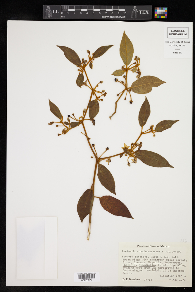 Lycianthes cuchumatanensis image