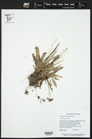 Image of Brocchinia rupestris