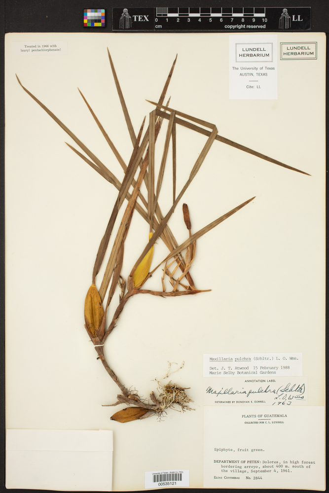 Maxillaria pulchra image