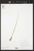 Beaucarnea gracilis image