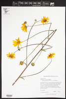 Helianthus occidentalis subsp. plantagineus image