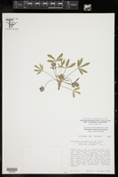 Pediomelum hypogaeum var. scaposum image
