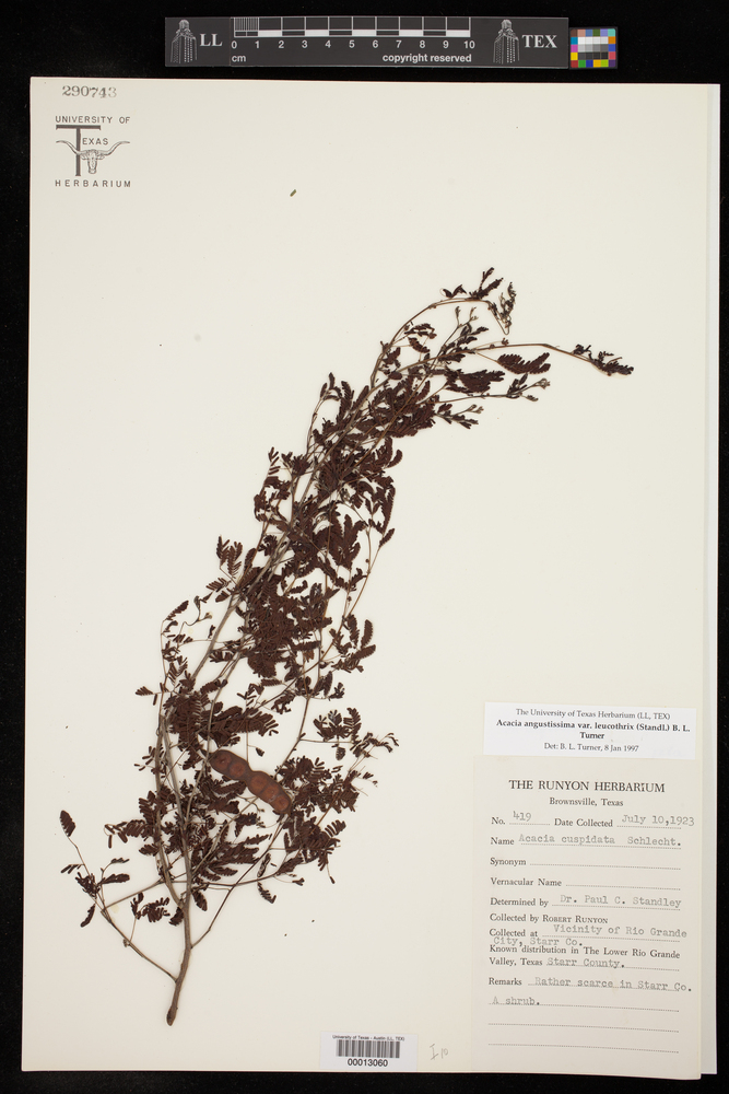 Acaciella angustissima var. filicioides image