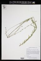 Oenothera nealleyi image