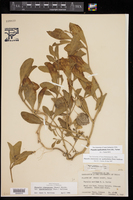 Physalis spathulifolia image